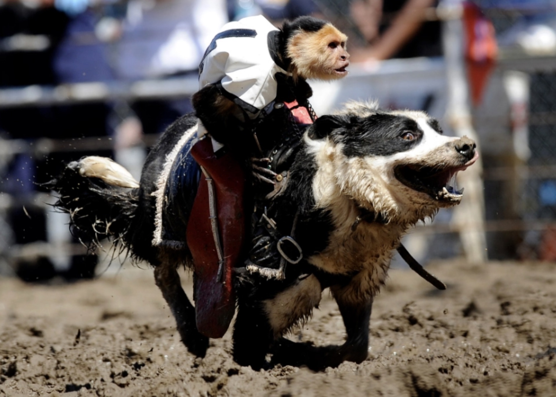 monkey rides dog